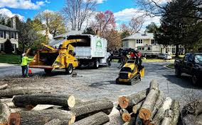 Reliable James Island, SC Tree Care  Solutions